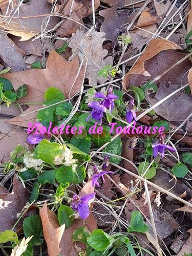 violettes de Toulouse